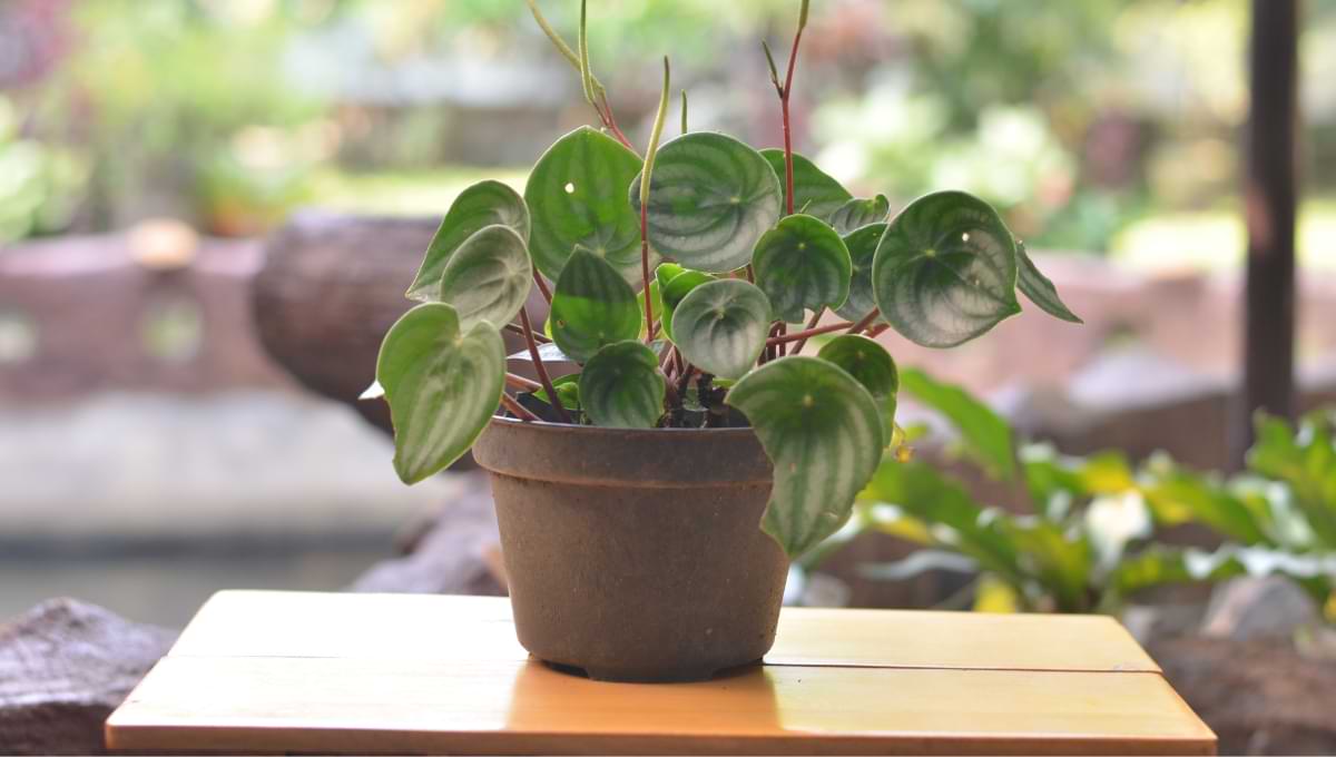 peperomia frost plant