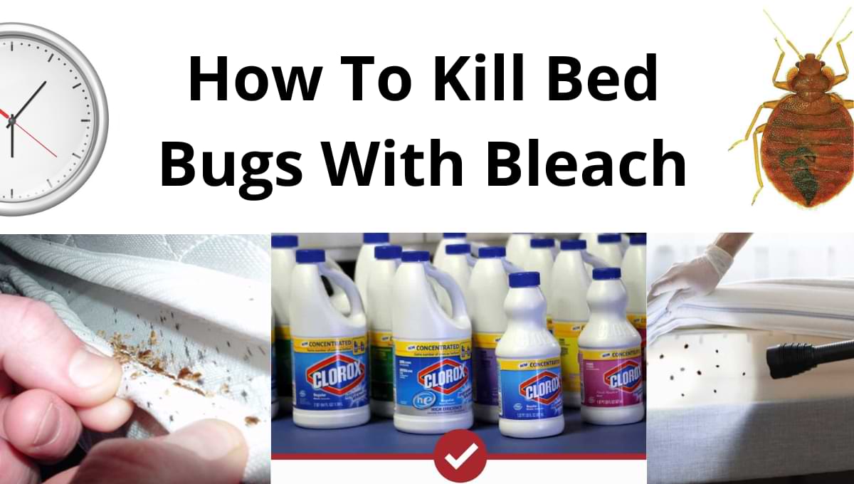 bed bugs bleach
